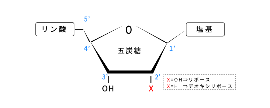 DNAの基本的な構造