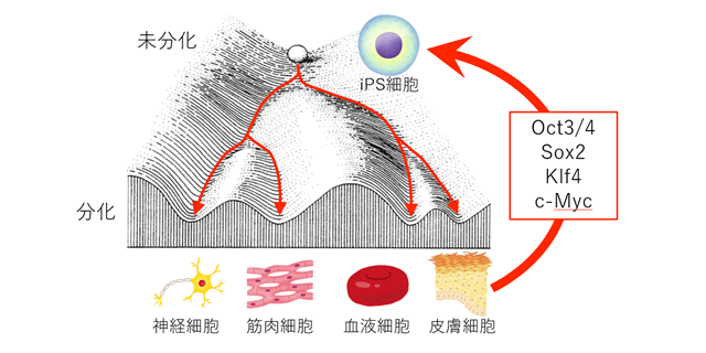 iPS細胞