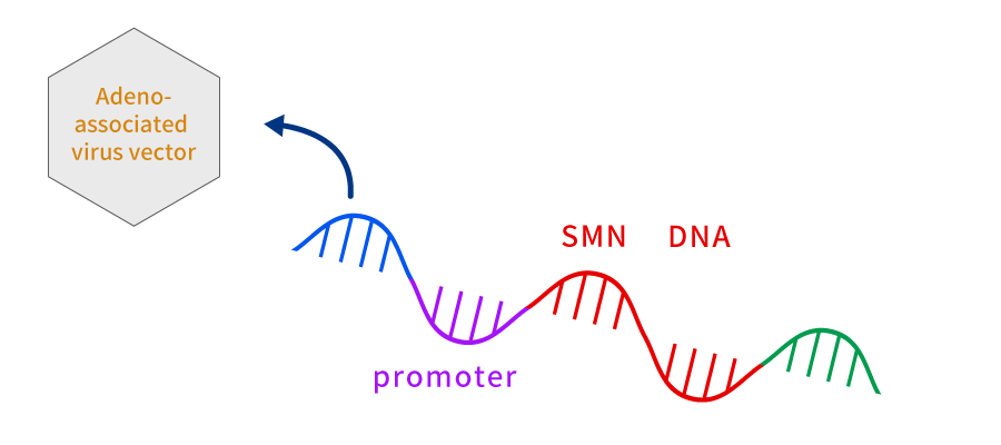 Zolgensma produces an effect by introducing the normal SMN1 gene into Adeno-Associated Virus (AAV) type 9 and being given intravenously